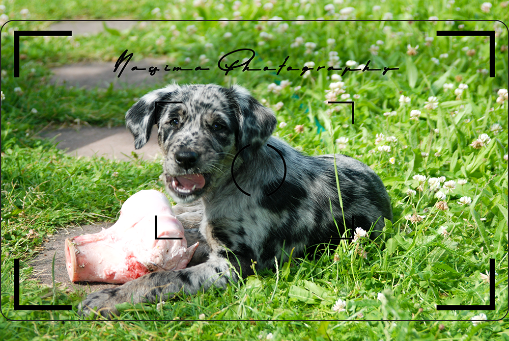 Lupo - the dog with the blog - as a puppy with a big bone