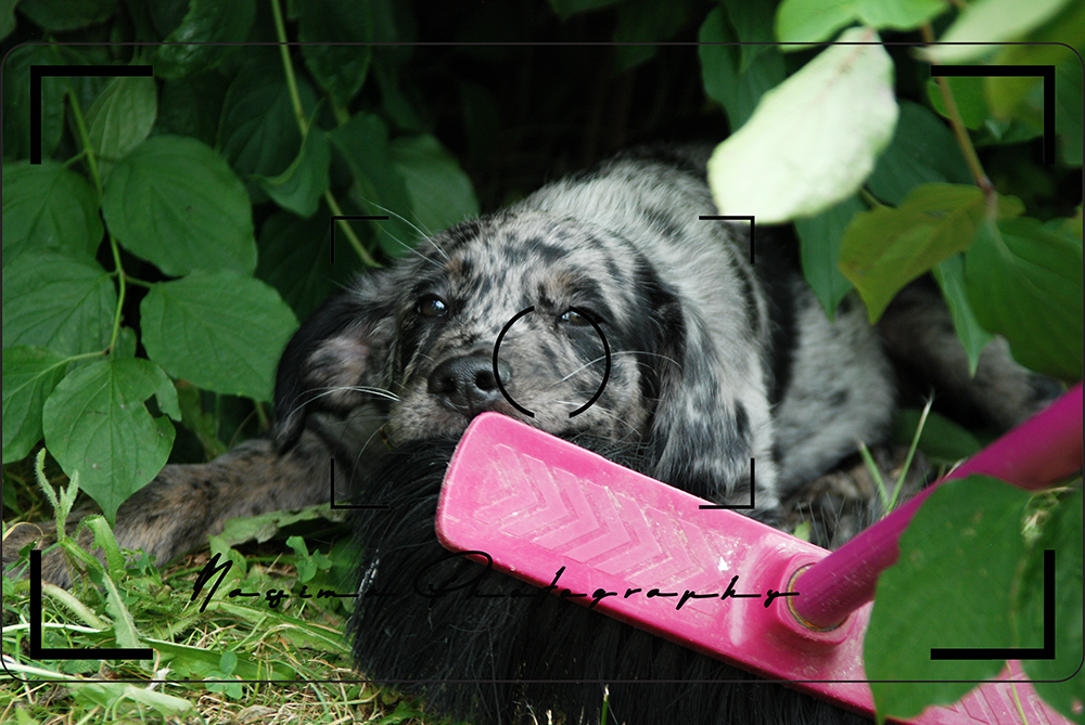 Lupo - the dog with the blog - playing with a pink broom