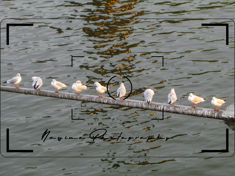 10 seagulls sitting on a metal pole of Eiserner Steg in Frankfurt