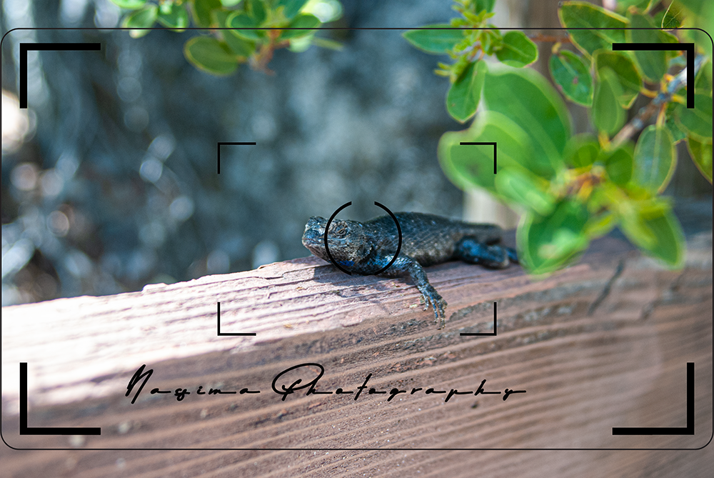 a black lizard sitting on a wooden pole at Sand Harbor on Lake Tahoe