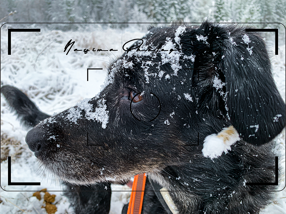 Lupo - the dog with the blog - in the snow with snow all over his face