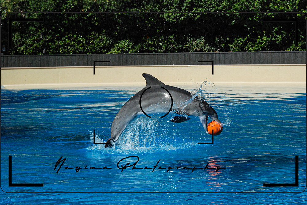 Dolphin jumping out of the water with an orange ball in it's rostrum at Siegfried and Roy's Secret Garden in Las Vegas 