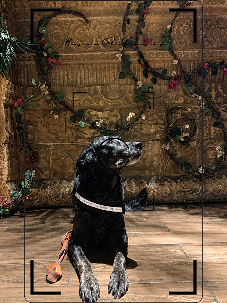 Lupo - the dog with the blog - lying on the stairs in Rainforest Café in Las Vegas