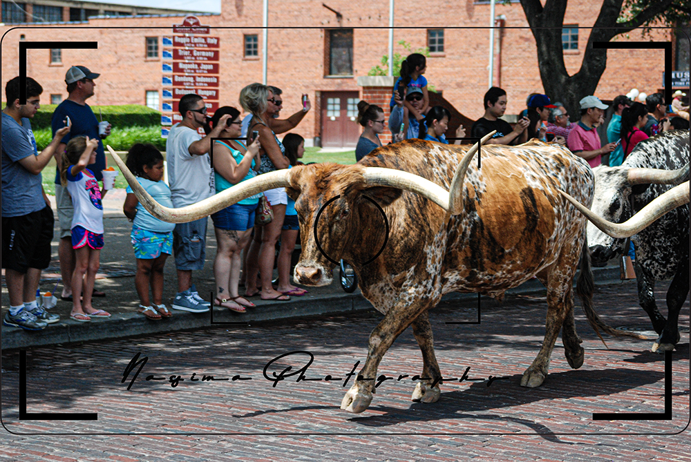 longhorn walking the street at the regular cattle drive at Stockyards in Fort Worth