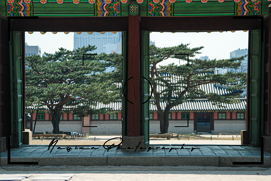 looking at a tree through two doors at Gyeongbokgung in Seoul, South Korea