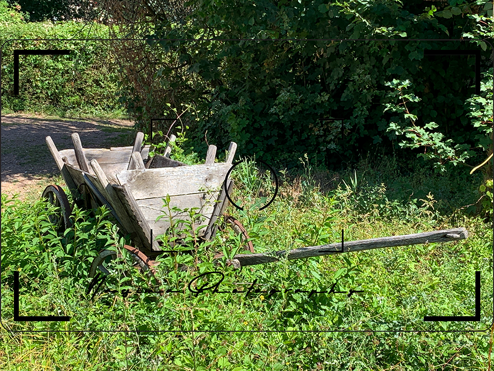 an old wagon covered with ivy at Fachbach