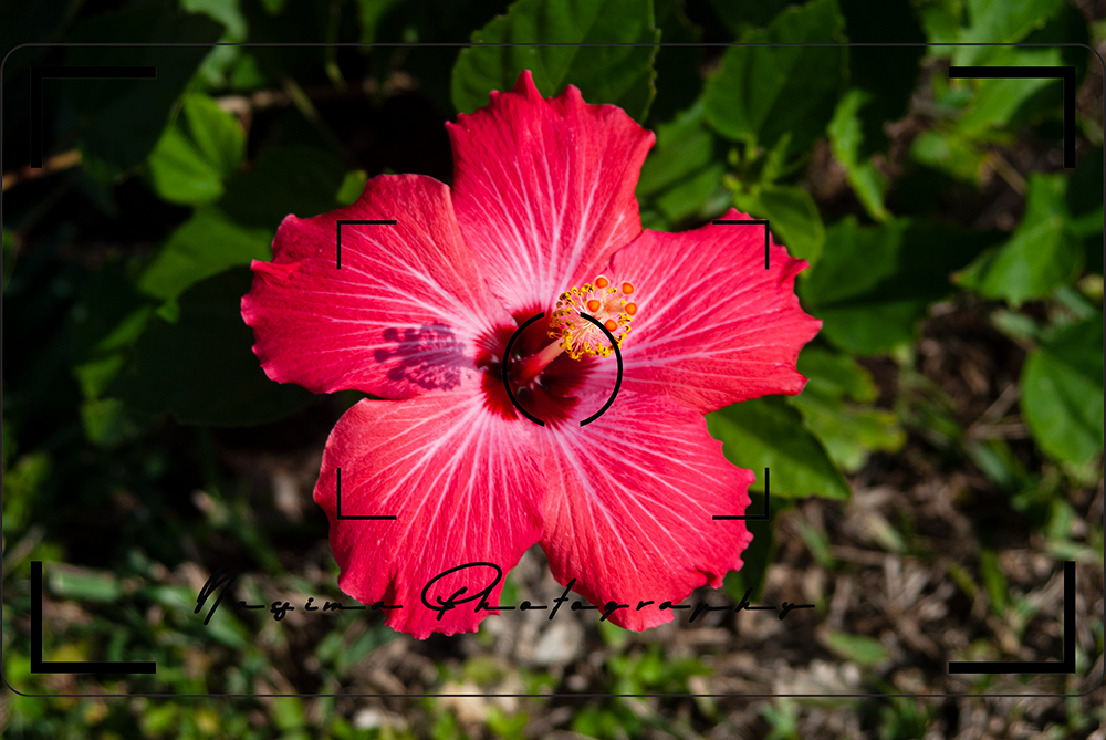 red hibiscus bloom in Cape Coral, Florida
