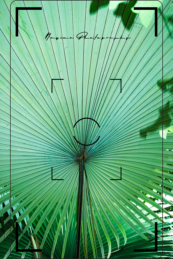 close up of a green palm tree in Palmengarten Frankfurt