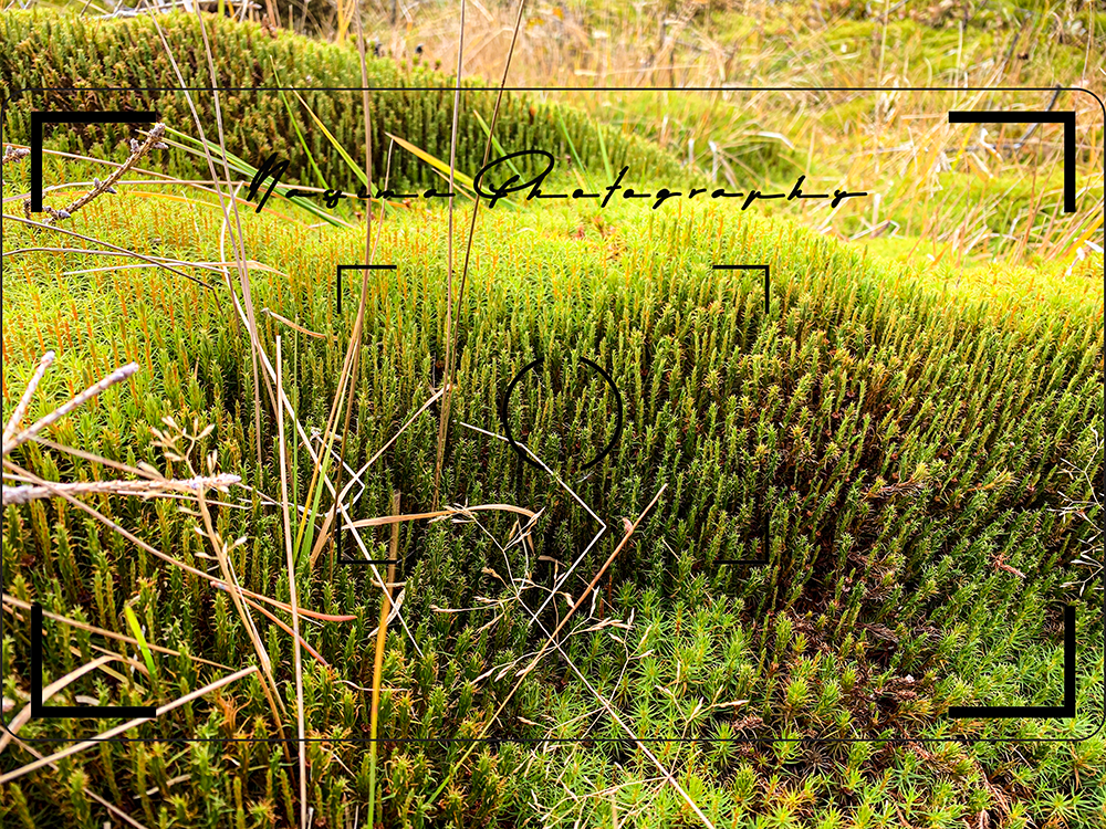 moss in Arvidsjaur, Swedish Lapland