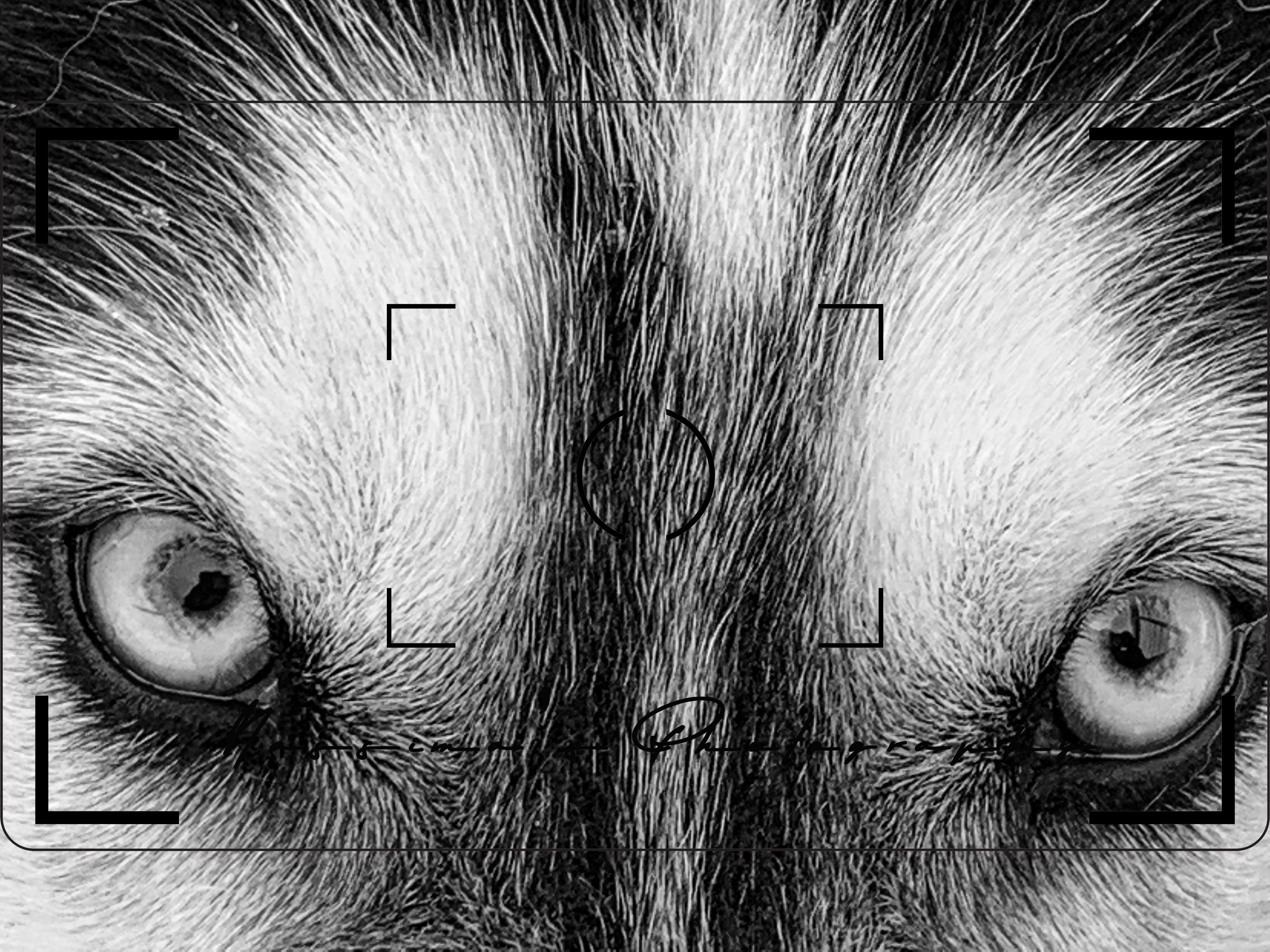 close up of a white and black Husky with ice blue eyes