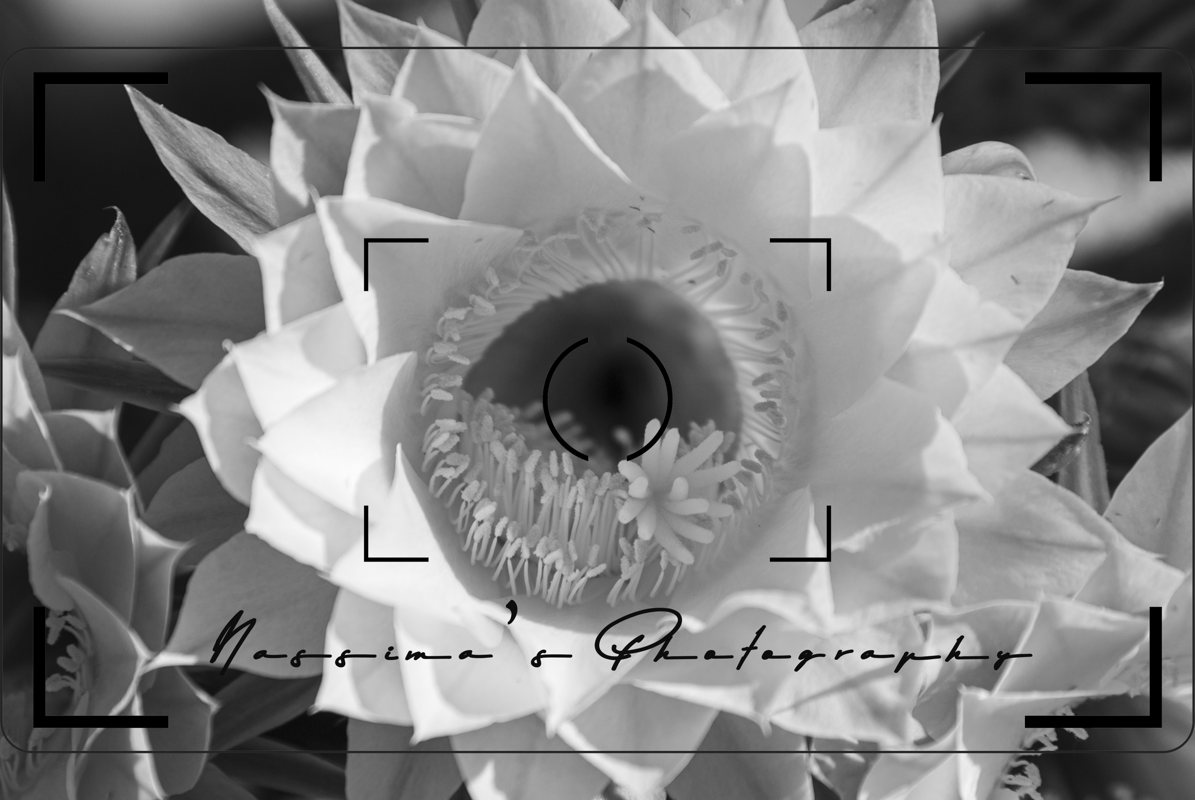 close up of a pink cactus bloom in Pahrump, Nevada