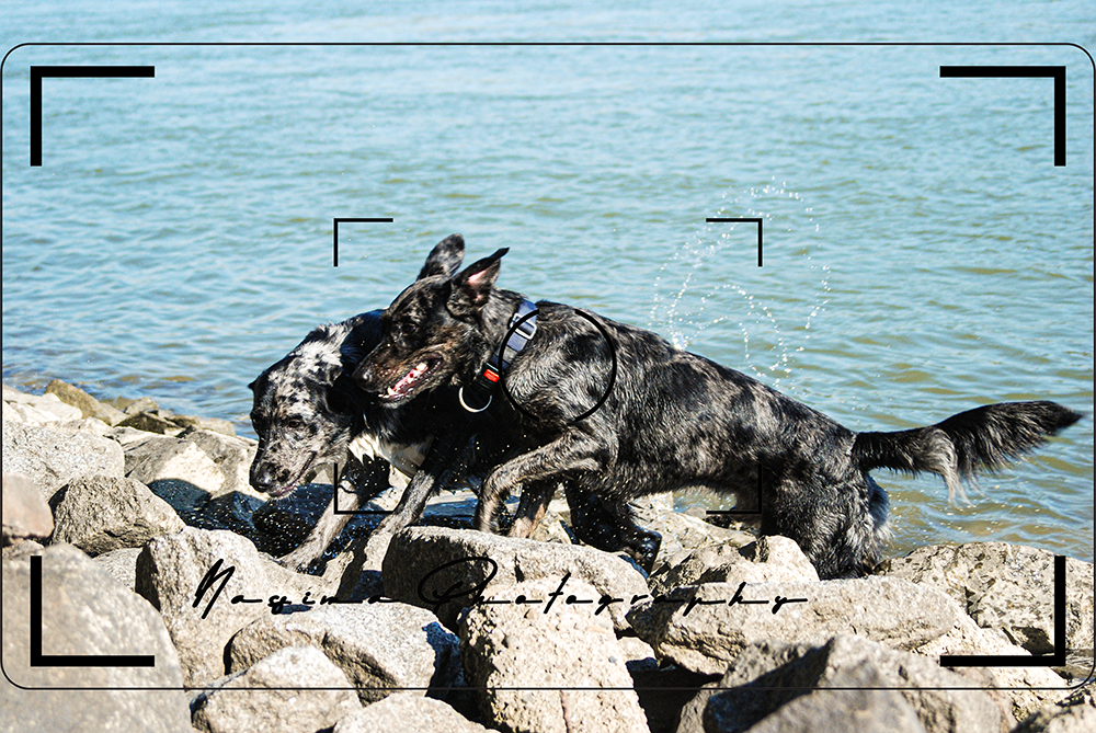 Lupo - the dog with the blog - playing with his brother at the bank of river Neckar in Bubenheim-Roxheim