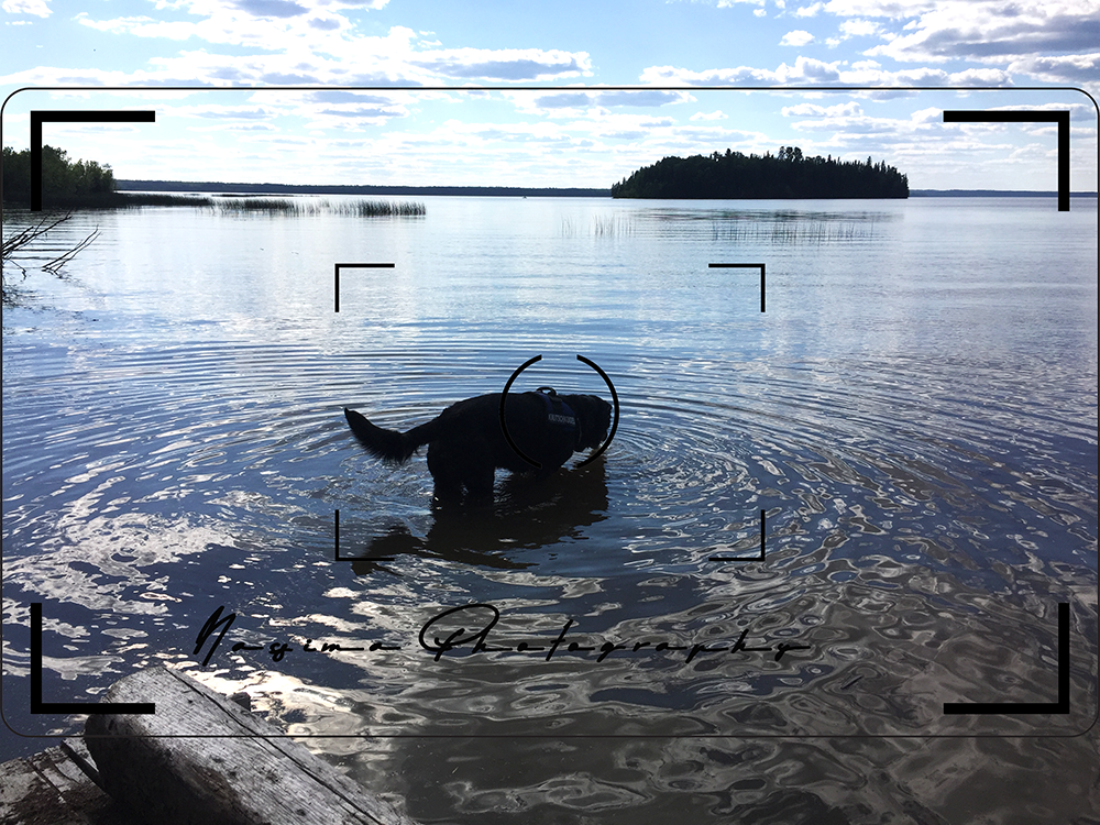 Lupo - the dog with the blog - standing in Frederick-House Lake, ON Canada 