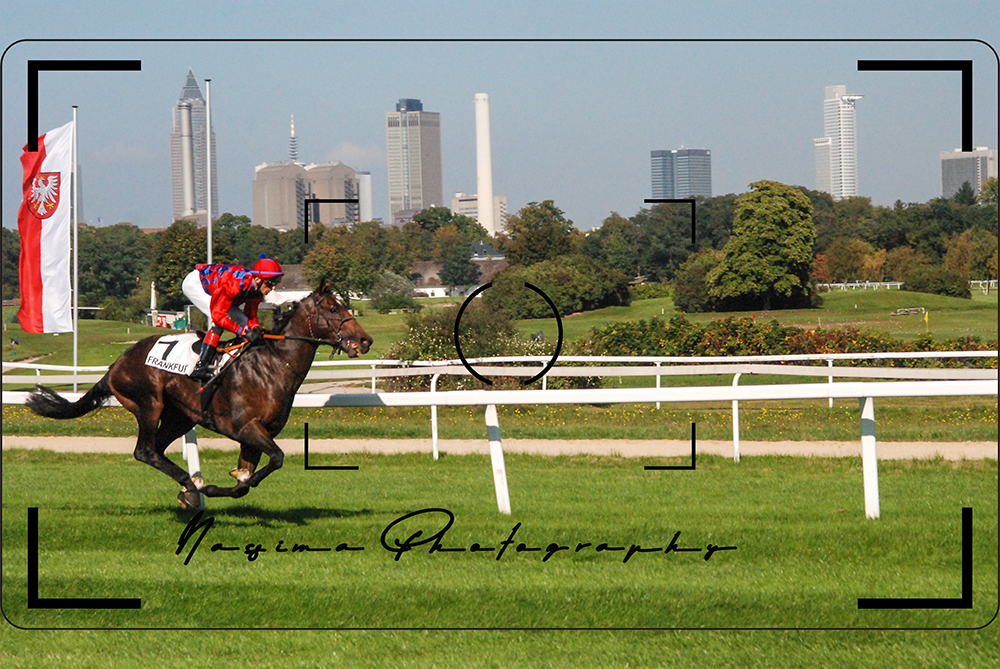 A horse raicing at Galopprennbahn Frankfurt