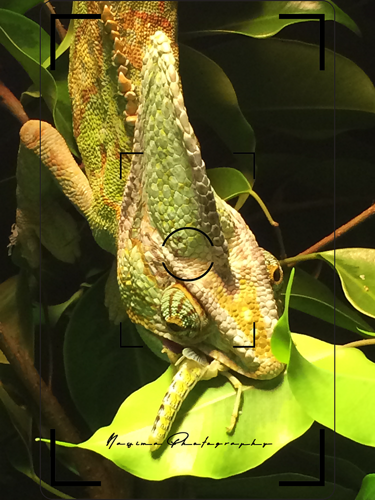 Jemen chameleon eating a cricket