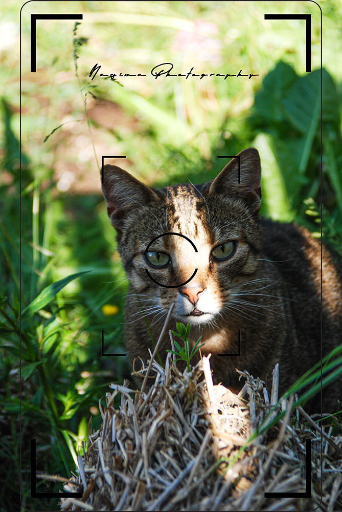 a cat with a stripe of sunlight over it's face