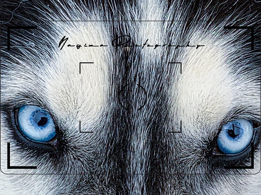 close up of a white and black Husky with ice blue eyes