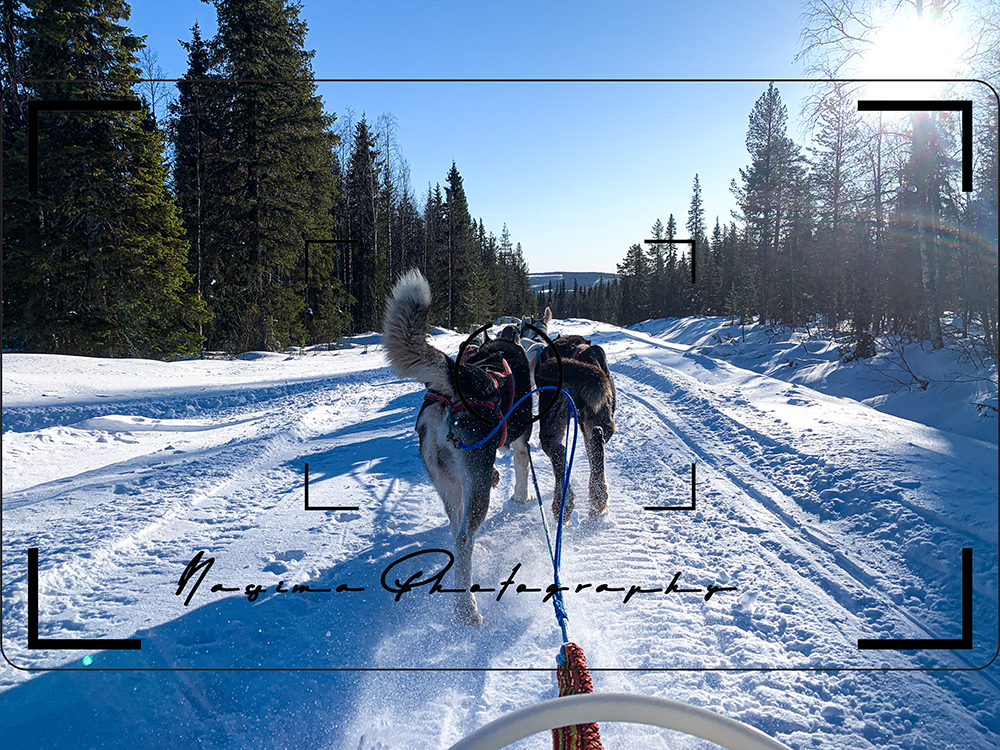 looking at the back of Huskies pulling a dog sled in Arvidsjaur, Swedish Lapland