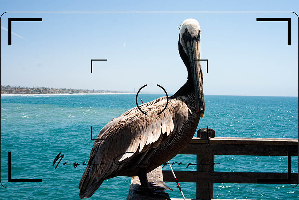 pelican sitting on the porch of the pier in Oceanview, California