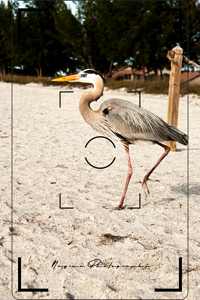 Grey heron at Sanibel Island beach