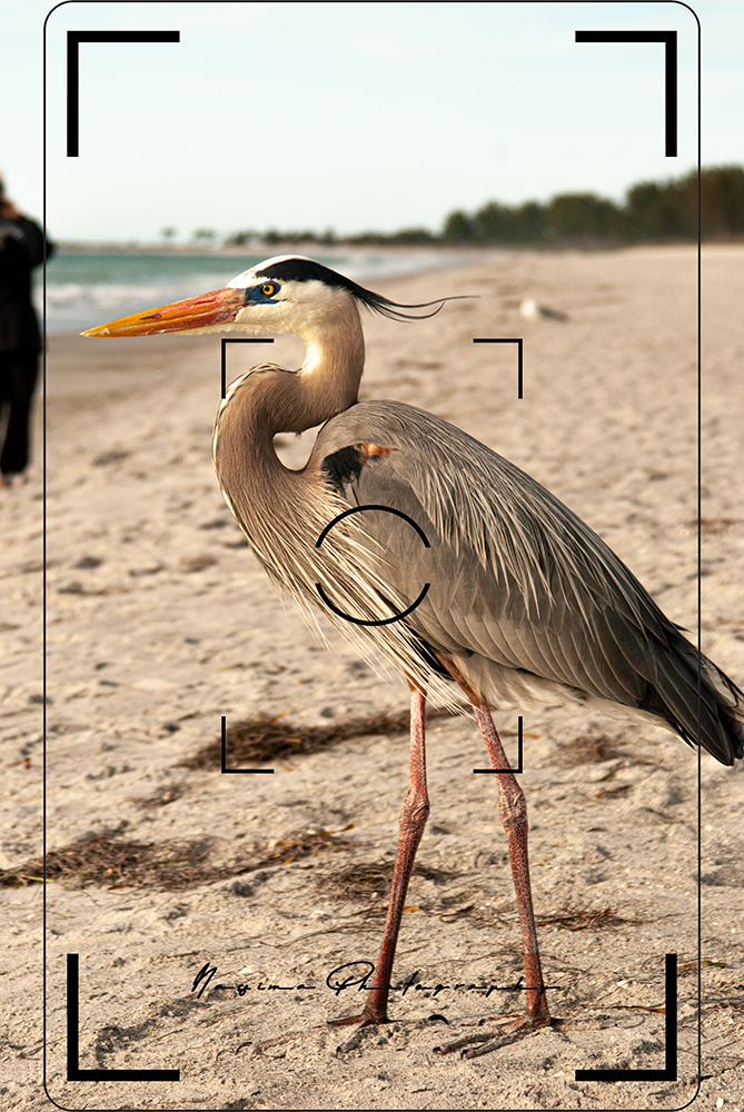 Grey heron at Sanibel Island beach