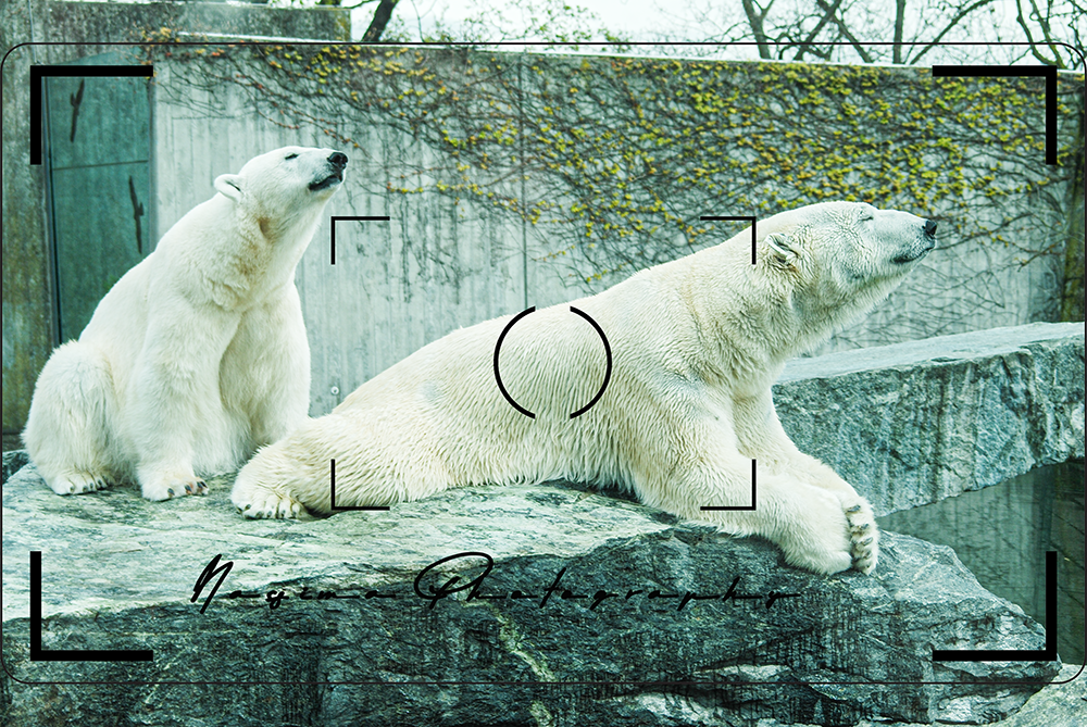 2 polar bears at Wilhelma in Stuttgart