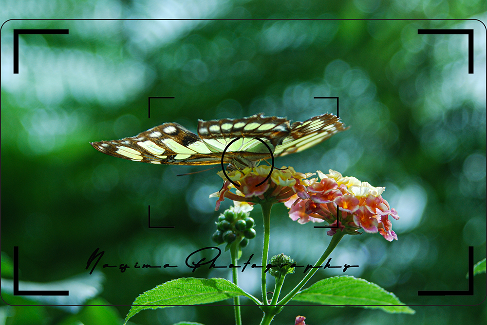 butterfly sitting on a flower at Wilhelma in Stuttgart