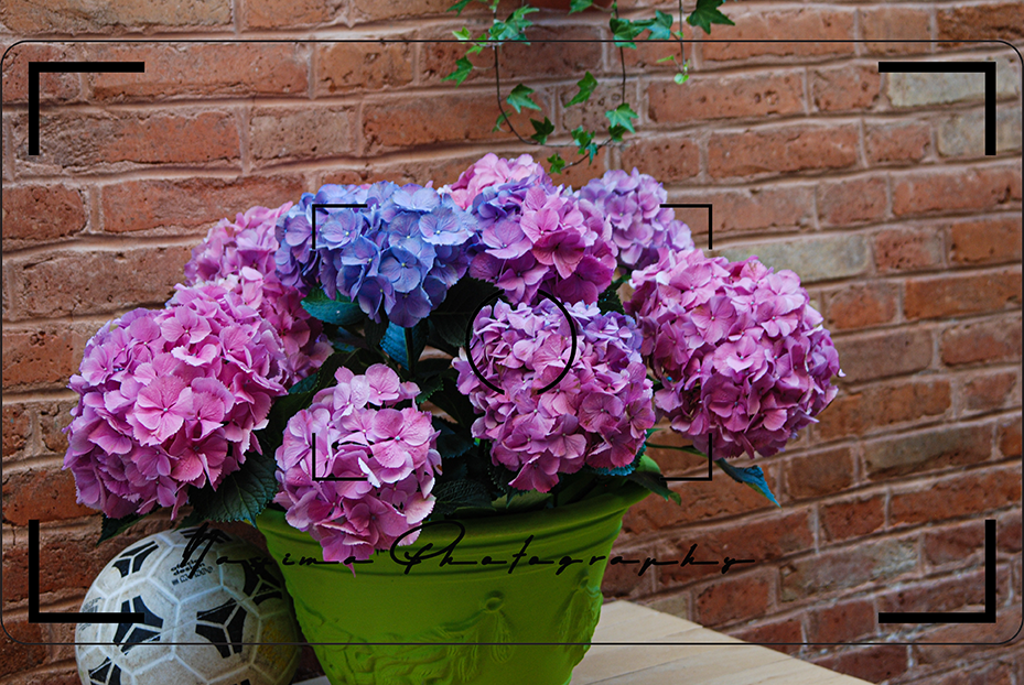 Rosa, violette und blaue Hortensien in einem grünen Blumentopf vor einer Backsteinwand in Venedig.