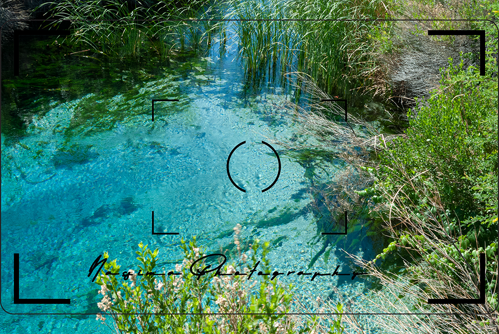 Crystal sping at Ash Meadows National Wildlife Refugee in Mojave Desert