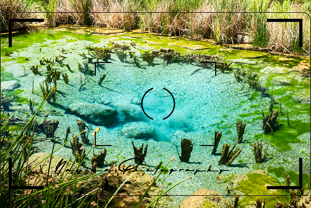 Crystal sping at Ash Meadows National Wildlife Refugee in Mojave Desert