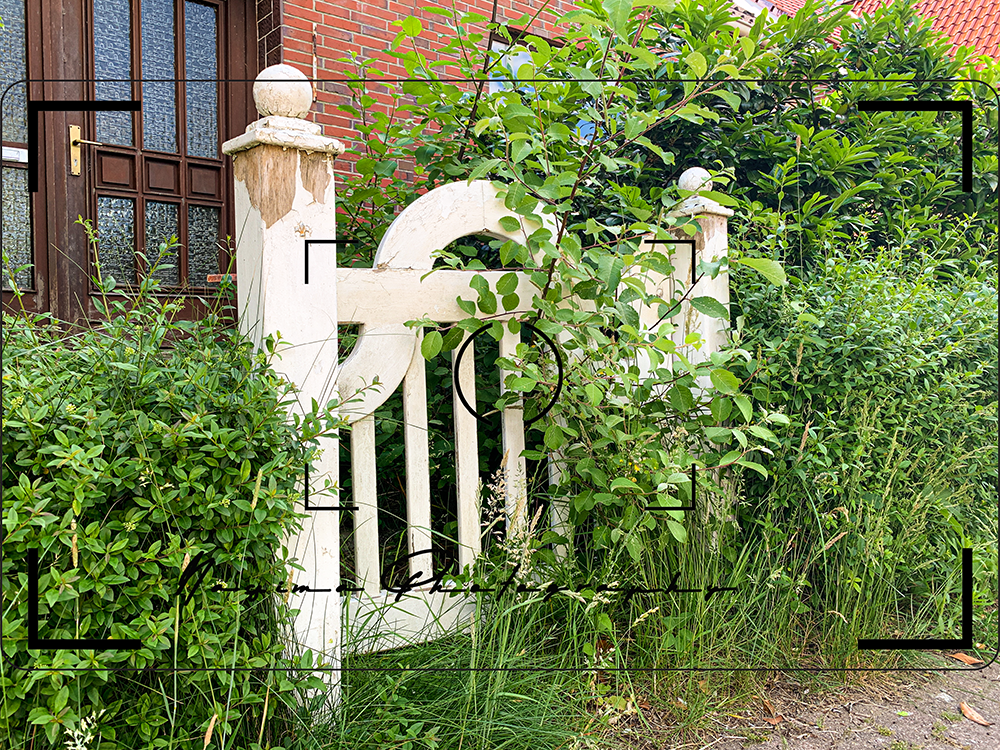 old white garden gate covered with ivy in Burg (Dithmarschen)