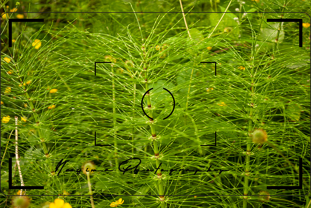 green plants at the Central Valley Greenway at Burnaby Cariboo RV Park