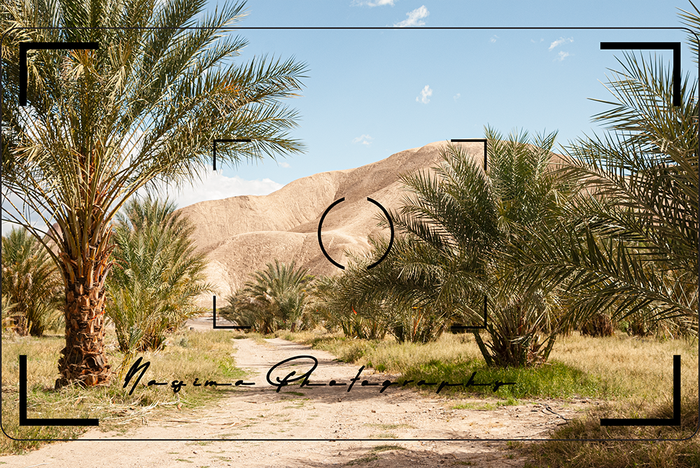 mountains and date tree palms at China Date Ranch in Tecopa, California
