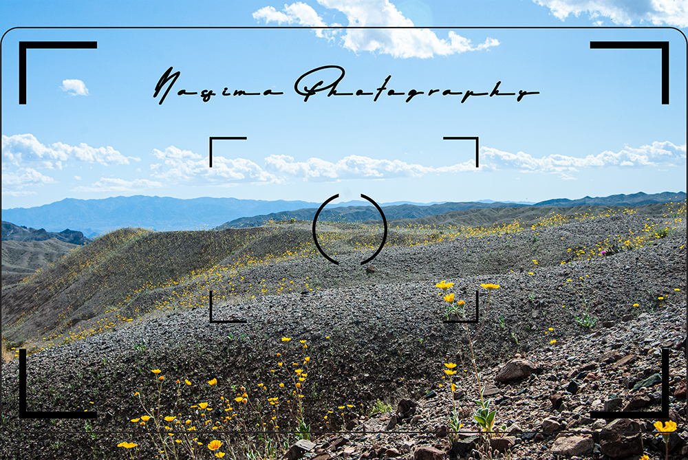 rocky hills covered with yellow flowers at China Date Ranch in Tecopa, California