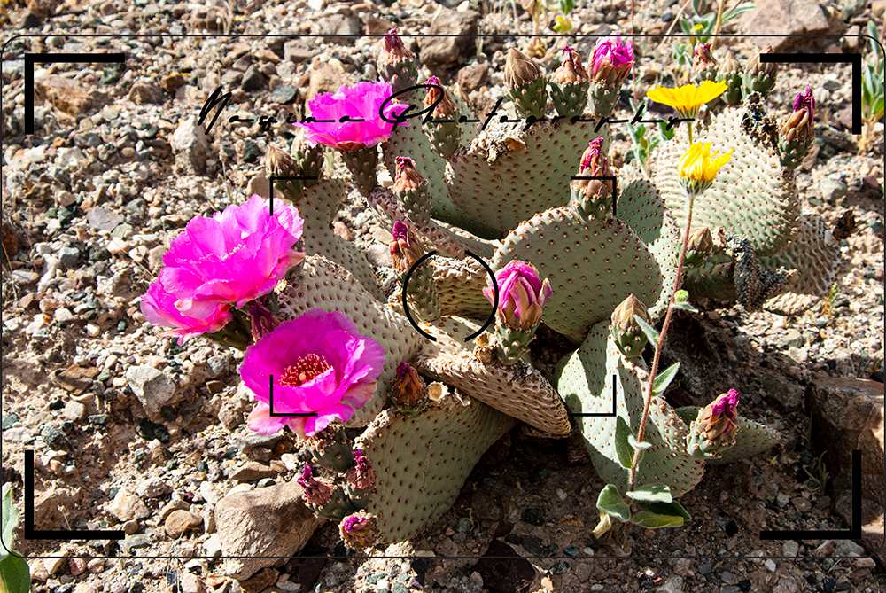 blooming Opuntia cactus at China Date Ranch in Tecopa, California