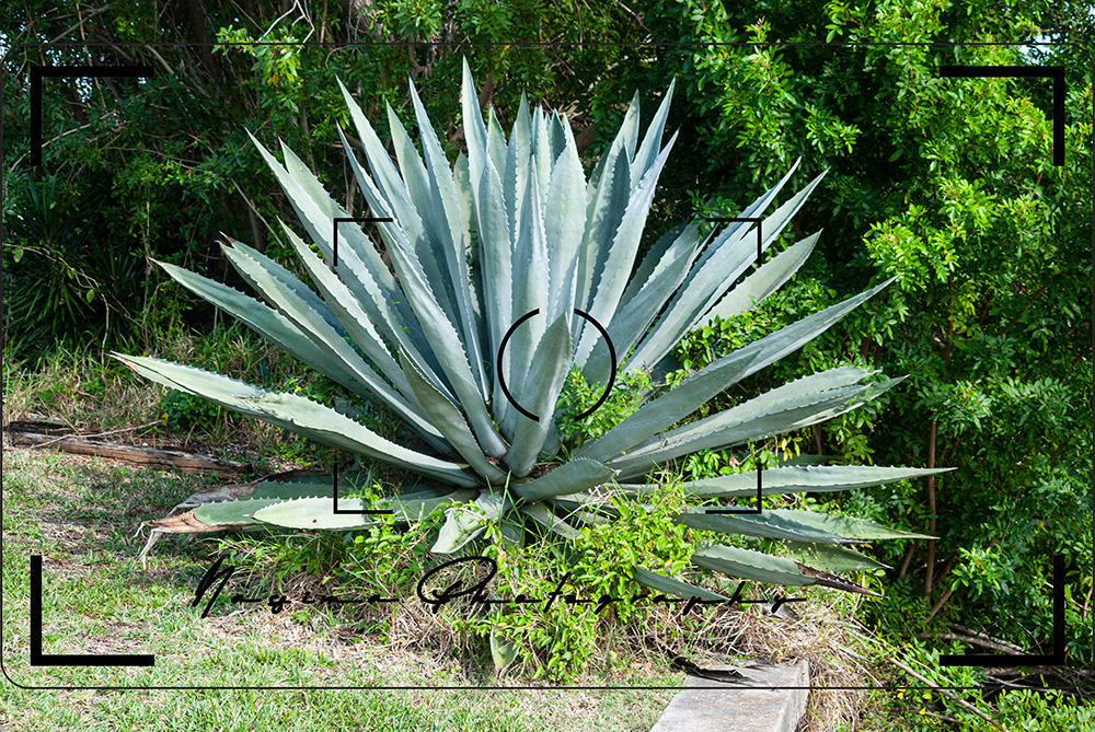 huge aloe vera plant in Cape Coral, Florida