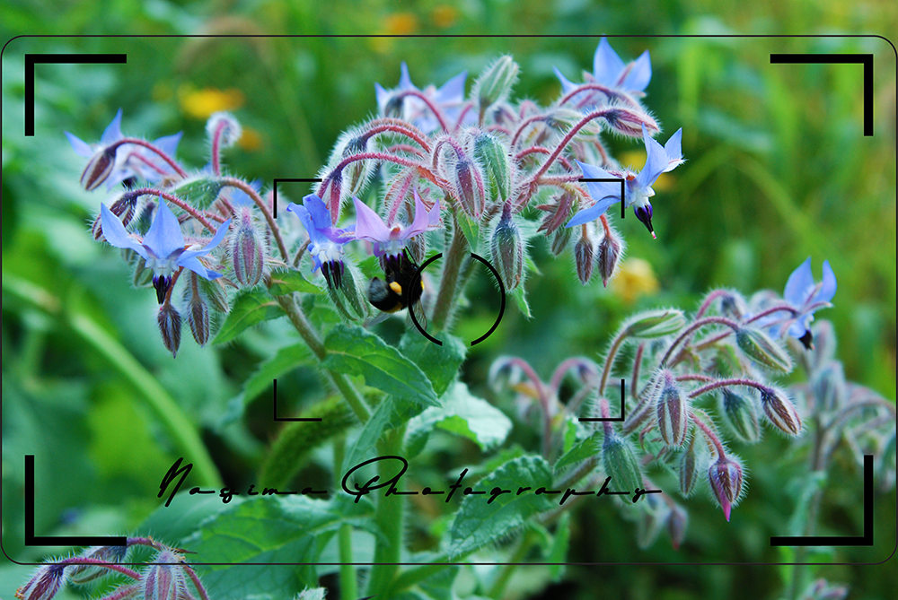 humbelbee sitting in flowers in Frankfurt am Main Germany