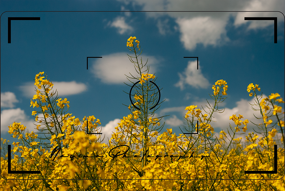 blooming canola plants in Frankfurt am Main Germany